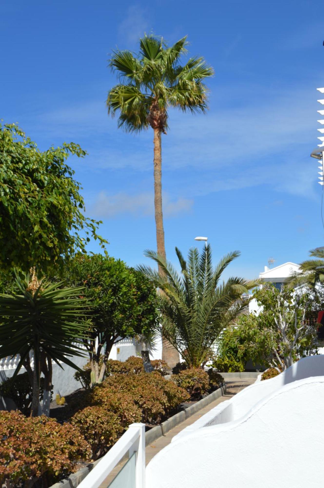 Lava Teneguia, 5 Guests In 2 Bedrooms Puerto del Carmen  Kültér fotó